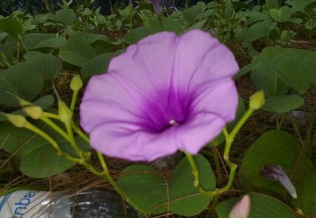 purple touch - beauty, grass, flower, purple