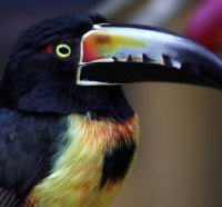 Collared Aracari Bird