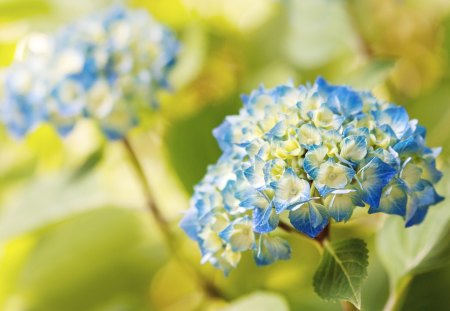 *** Blue Hydrangea *** - kwiaty, natura, niebieska, hydrangea