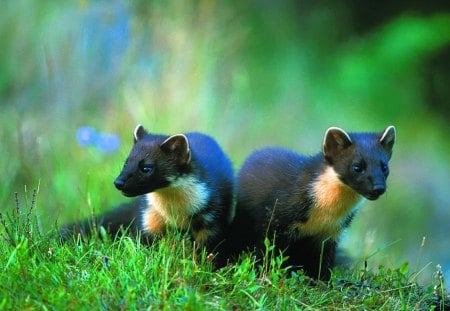 Pine Martens - pine martens, stoats, weasels, animals