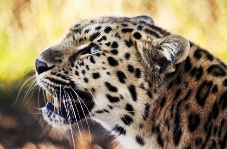 Leopard, Sahara, Africa - nose, cat, trees, eyes, wiskers, africa, mouth, ears, nature, leopard, jungle, wild, animal, spots, grass, sahara