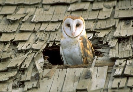 *** Owl on the roof *** - zwierzeta, dach, sowa, ptaki