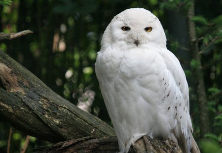 *** Snowy Owl *** - sowa, sniezna, zwierzeta, ptaki