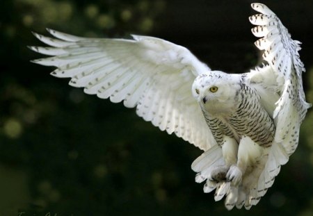 *** Snowy Owl in flight *** - sniezna, sowa, night, wings, lot, white, ptaki, zwierzeta, raptor