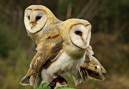 *** Barn Owls *** - konar, zwierzeta, sowy, drzewa, ptaki