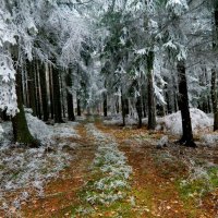 Trail in Frosty Winter Forest