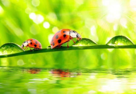 TWO LADYBIRD - vert, rouge, eau, frais