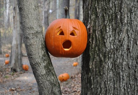 HELP !!!! - trees, pumpkins, autumn, horror, forest