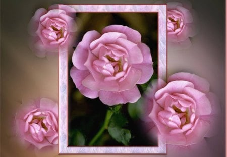 PINK DREAM-FOR BEAUTIFUL LIFE - faded images, rose, pink, framed