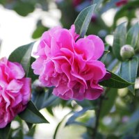 DOUBLE FLOWERED CAMELLIA