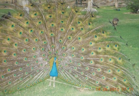 Happy Peacock - bird, bloom, dancing, peacock