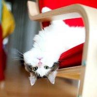 acrobatic kitty:)