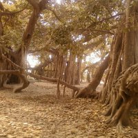 Centuries Old Tree