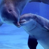 love dolphins