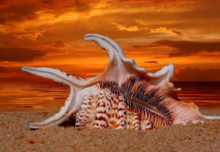 sea shell,sunset - beach, sundown, shell, shore, sea