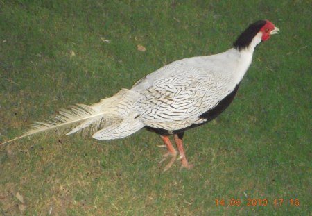 Wild Goose - bird, wild goose, nature, beautiful