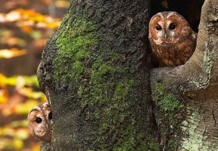 *** Owls in a hollow tree *** - dziupla, zwierzeta, sowy, ptaki