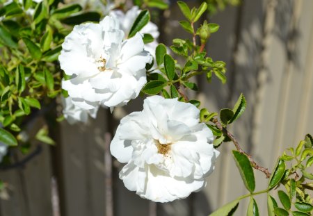 White Roses - white, rose, flower, photography