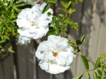 White Roses