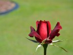 Red Rose Bud