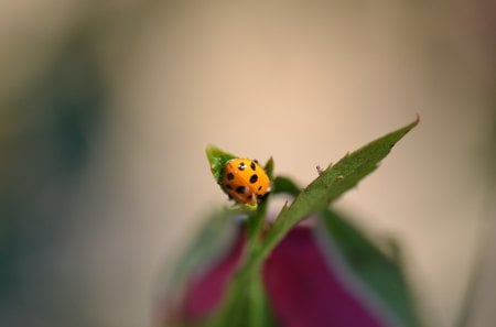 Lady Beetle on rose bud - beetle, lady, bud, rose