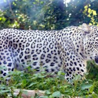 Persian Leopard