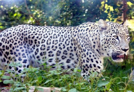 Persian Leopard - leopard, forest, trees, big cat