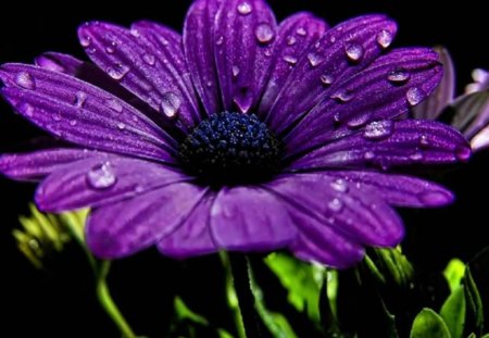 Purple Flower - plant, nature, purple, flower