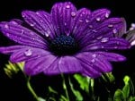 Purple Flower