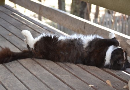 Catnap - cute, adorable, fur family, cat