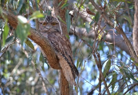 Tawney Frog mouth - nature, photography, qld, australia, birds