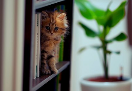 HELLO KITTY! - books, shelf, daisy, cat