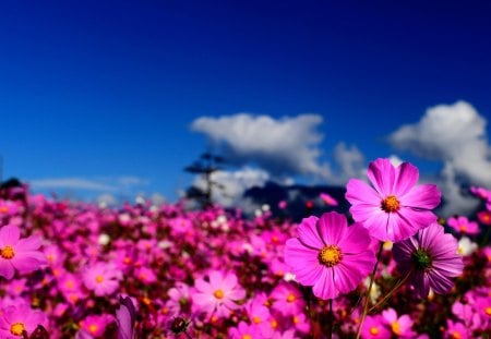 PINK BLOSSOMS - nature, pink, clouds, field, flowers