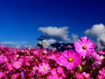 PINK BLOSSOMS