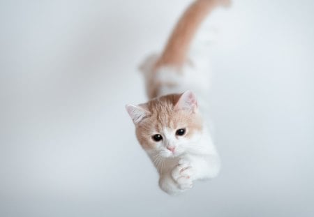 Feline jump