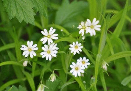 *** Flowers in the meadow *** - kwiaty, dzikie, natura, laka