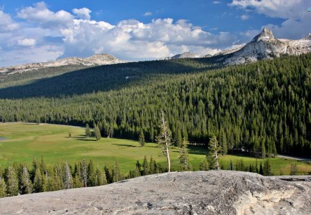 Yosemite National Park - national, forests, trees, nature, yosemite, park