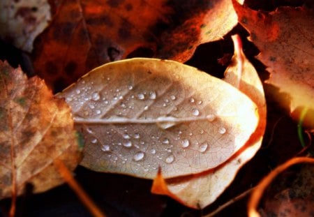 Autumn leaves - forest, leaves, nature, colors, rust, autumn