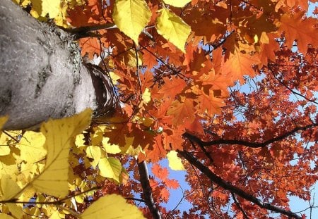 Bottom-up - red, leaf, yellow, tree, bottom-up, nature, rust, autumn