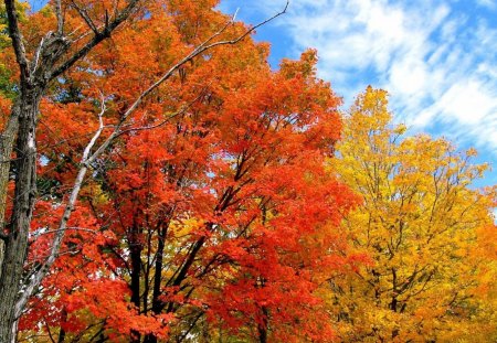 Rusty tree 3 - autumn, nature, yellow, forest, clouds, red, blue, colors, tree