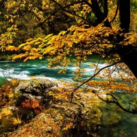 Forest stream in autumn