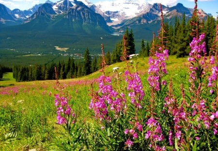 Mountain wildflowers - snowy, summer, walk, beautiful, grass, ping, fresh, wild, nature, mountain, pleasant, greenery, pretty, flowers, wildflowers, delight, peaks, freshness, nice, slopes, lovely, trees