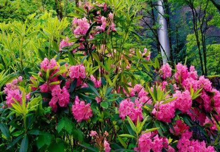 Fall and rhodondendrons - falling, summer, forest, rocks, cliffs, beautiful, bushes, nature, cascades, stream, fall, pink, greenery, pretty, water, flowers, waterfall, rhododendrons, nice, lovely, green