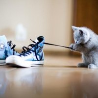 playing kitty