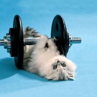 gym kitty
