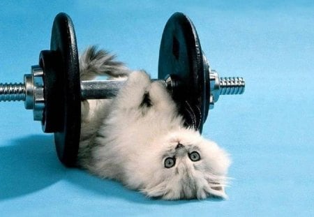 gym kitty