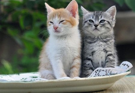 After lunch... - cute, animals, cats, two kitties