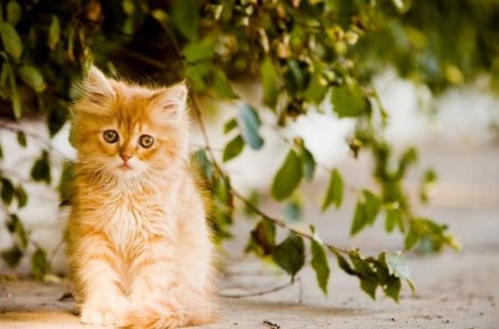 cute ginger kitty - cute, ginger kitty, animals, cat