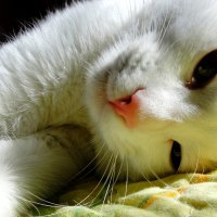 FLUFFY KITTY