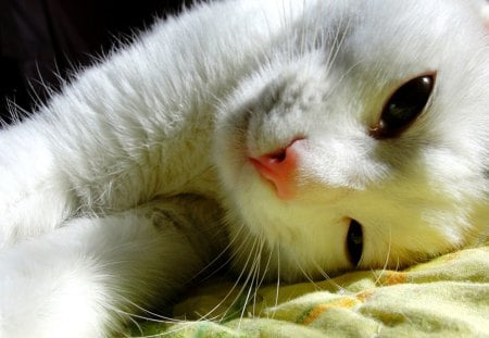 FLUFFY KITTY - feline, white, cat, beautiful